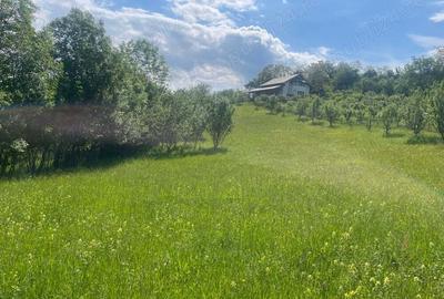 Teren de 5000 mp, în Schiulești - 4
