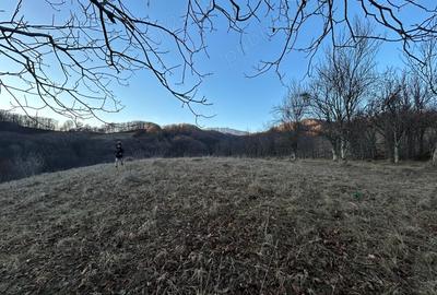 Teren de 4000 mp, în Gurguiata - 7