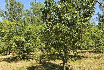 Casă cu 4 camere în Baldovinești - 5
