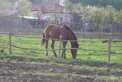 Teren Construcții intravilan de 6090 mp, în Călinești - 6