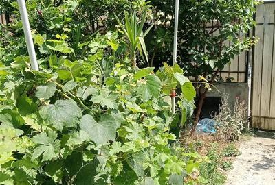 Casă cu 3 camere cu Teren 220 Mp în Central