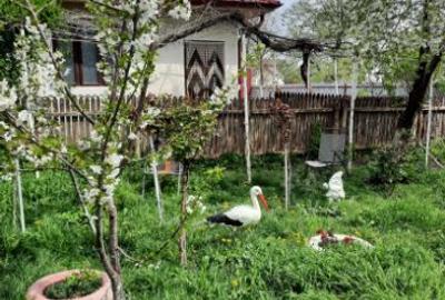 Casă individuală cu 4 camere cu Teren 1500 Mp în Mihail Kogălniceanu - 9