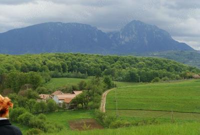 Teren de 11600 mp, în Poiana Mărului - 9