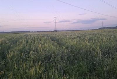 Teren de 3800 mp, în Dărăști-Ilfov - 2