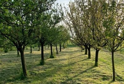 Casă individuală cu 4 camere cu Teren 5538 Mp în Macea - 13