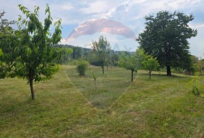 Teren Construcții intravilan de 3000 mp, în Damiș - 4