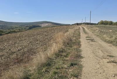 Teren de 100000 mp, în Costuleni