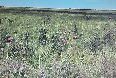 Teren de 10000 mp, în Rătești - 6