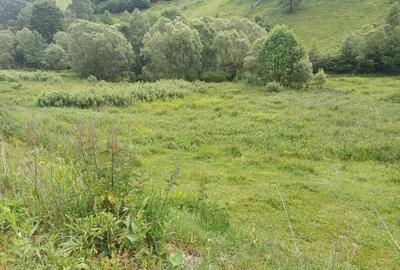 Teren de 3500 mp, în Muntele Băișorii - 5