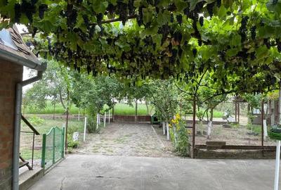 Casă cu 6 camere cu Teren 3000 Mp în Jimbolia - 5