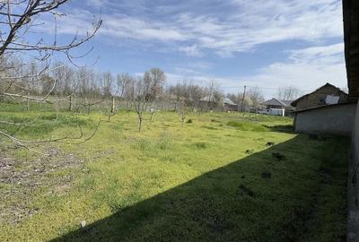 Casă cu 3 camere cu Teren 3000 Mp în Rasa - 4