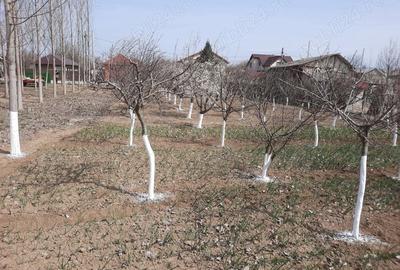 Teren de 7500 mp, în Braniștea - 7