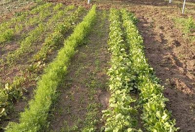 Casă cu Teren 2350 Mp în Jiana - 6