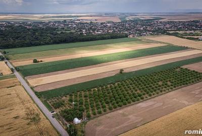 Teren de 25000 mp, în Macea - 4