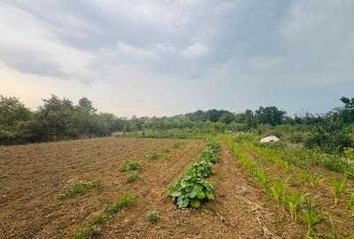 Teren agricol intravilan de 888 mp, în Paleu - 5