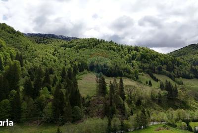 Teren de 48297 mp, în Rucăr - 2