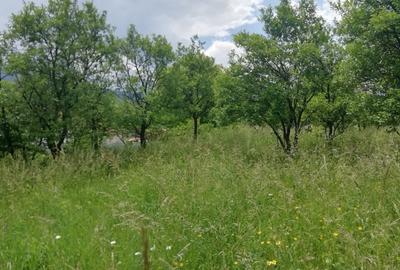 Teren de 1800 mp, în Alexandru cel Bun - 3
