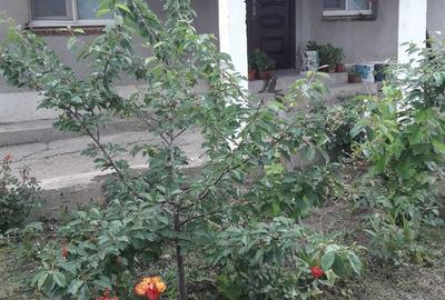 Casă cu 2 camere în Drăgotești - 7
