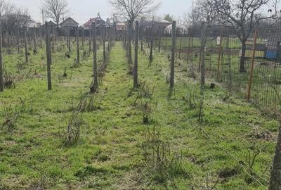 Casă cu 7 camere cu Teren 2424 Mp în Coteana - 2