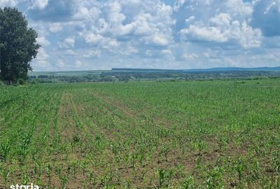 Teren de 27500 mp, în Săucești - 13