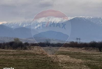 Teren de 10000 mp, în Pănicel