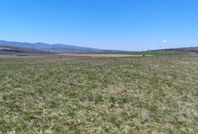 Teren de 10000 mp, în Ciurila - 2