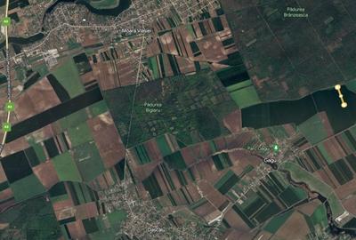 Teren agricol extravilan de 8918 mp, în Moara Vlăsiei - 3