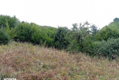 Teren de 32000 mp, în Rusca