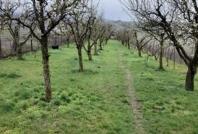 Teren de 2000 mp, în Apahida - 7