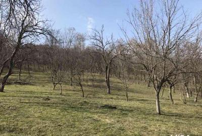 Teren de 1660 mp, în Teișani - 8