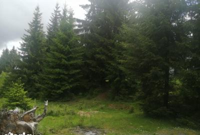 Teren de 1300 mp, în Beliș - 1