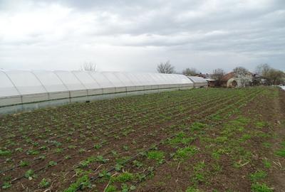 Casă cu Teren 2930 Mp în Giuvărăști - 8