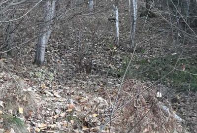 Teren de 21000 mp, în Molid - 2