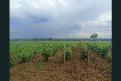 Teren de 1800 mp, în Valea Călugărească - 7