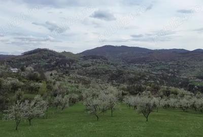 Teren de 8316 mp, în Berislăvești - 3