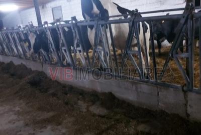 Teren de 40000 mp, în Cenad - 5