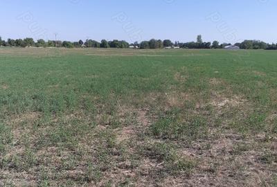 Teren de 4000 mp, în Căldărușeanca - 8