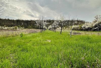 Casă cu Teren 2470 Mp în Mârțești - 5