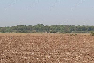 Teren de 4850 mp, în Dobreni - 2