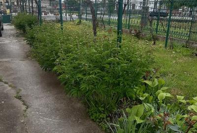 Casă cu Teren 1471 Mp în Central - 5
