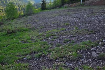 Teren de 6000 mp, în Arieșeni - 1