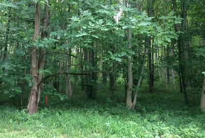 Teren intravilan de 755 mp, în Ostroveni - 11