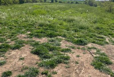 Teren Construcții intravilan de 1039.75 mp, în Dascălu - 3