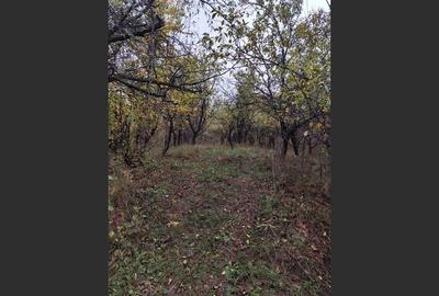 Casă cu 3 camere cu Canalizare în Drajna de Jos - 9