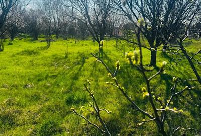 Teren de 1000 mp, în Potârnichea - 5