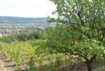Teren agricol extravilan de 3000 mp, în Aiud - 2