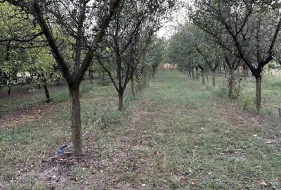 Teren de 1400 mp, în Cermei - 7