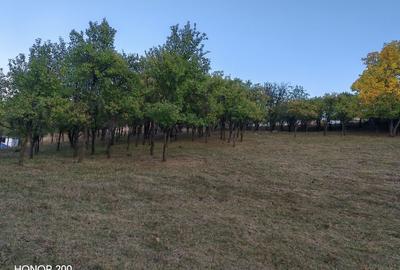 Teren intravilan de 7635 mp, în Baciu