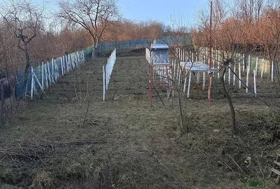 Casă cu Teren 1163 Mp în Valea Seacă - 2