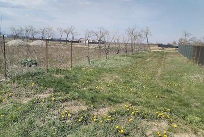 Teren de 5500 mp, în Ruși-Ciutea - 20